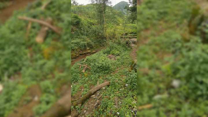 除草