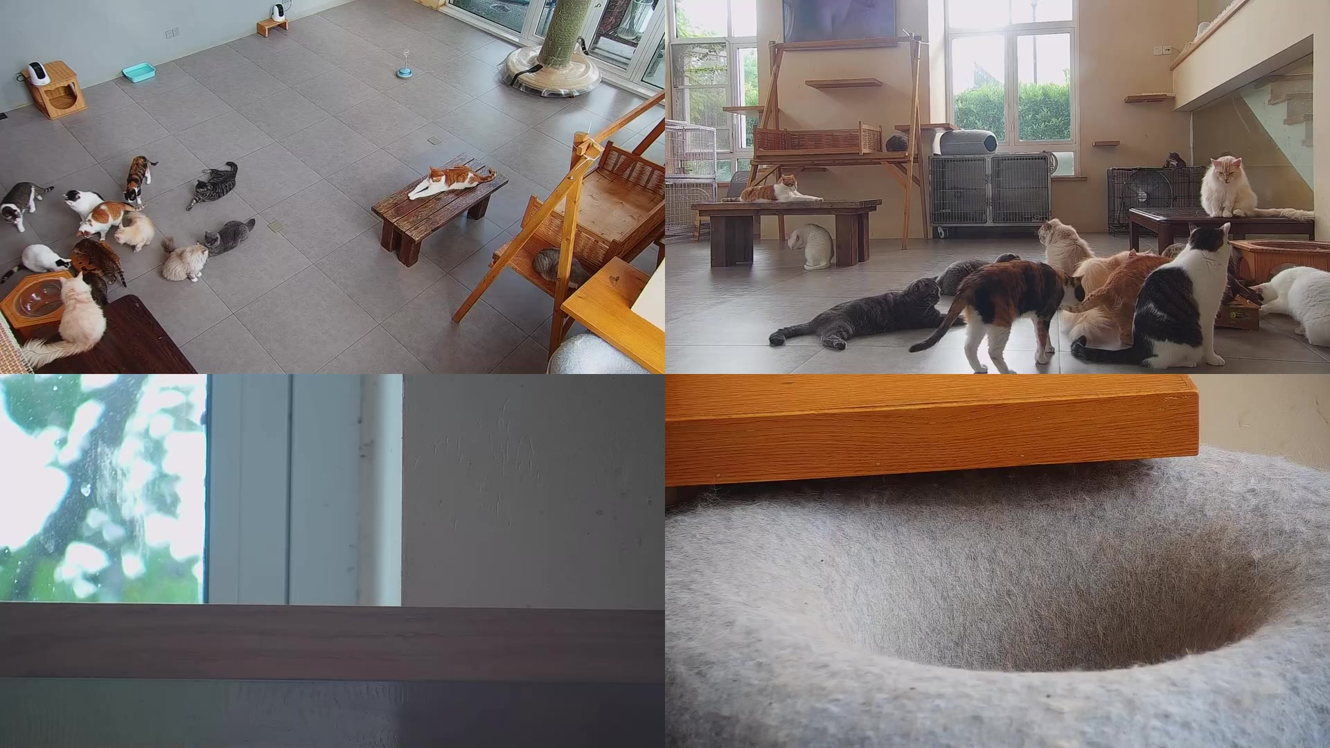 【2024-06-06 15点场】喵放送：喵放送☀️喵呜~