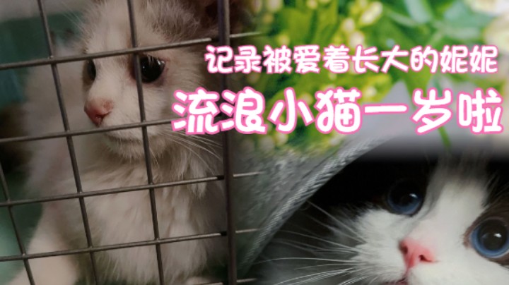 【妮妮】流浪小猫的一周岁记录 被爱着长大