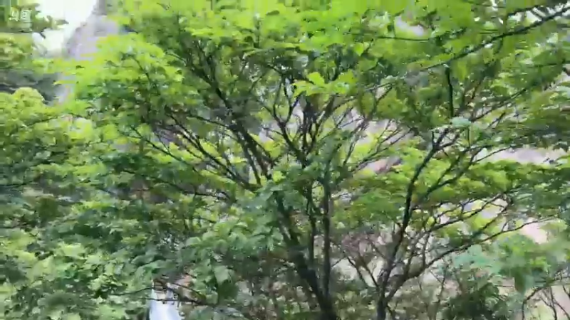 【2024-06-12 13点场】胸肌很大的良小伞：在黄山户外