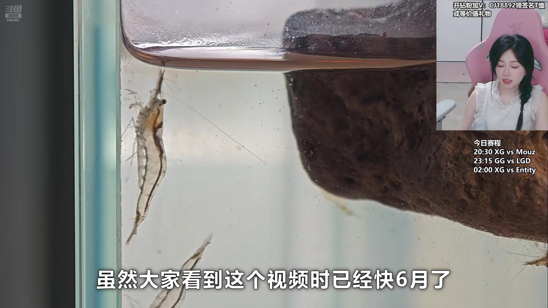 【2024-07-13 19点场】Amsssss：~~~双倍亲密度+1鱼翅粉丝牌~~~