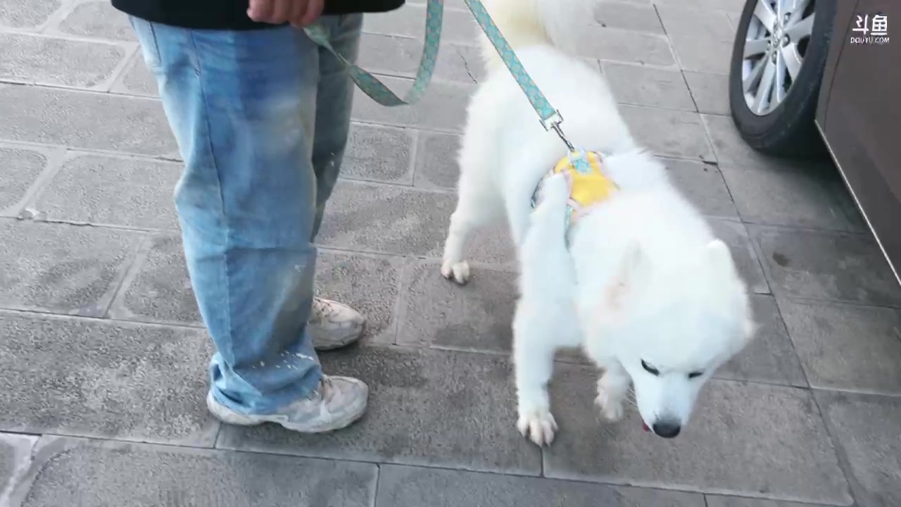 【2024-07-24 18点场】阿福Afuuu：非常自游行！出发！