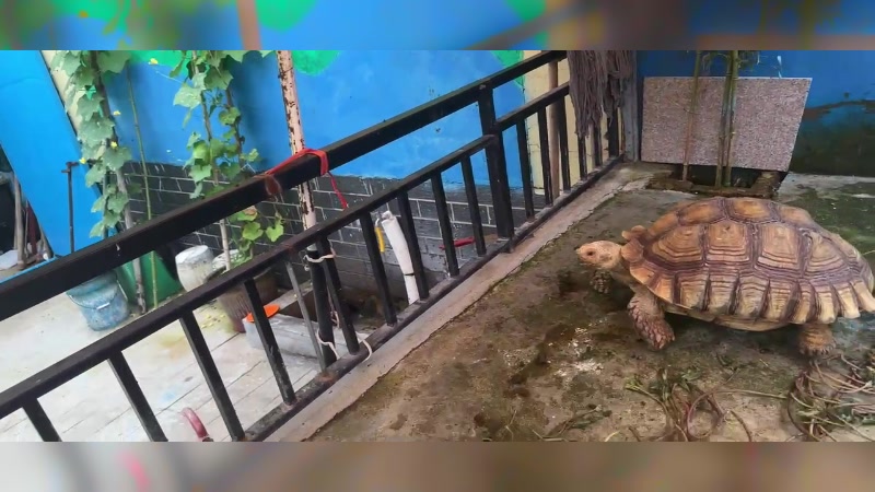 【2024-07-29 15点场】驴酱的冯雨大王：周一照例休息～