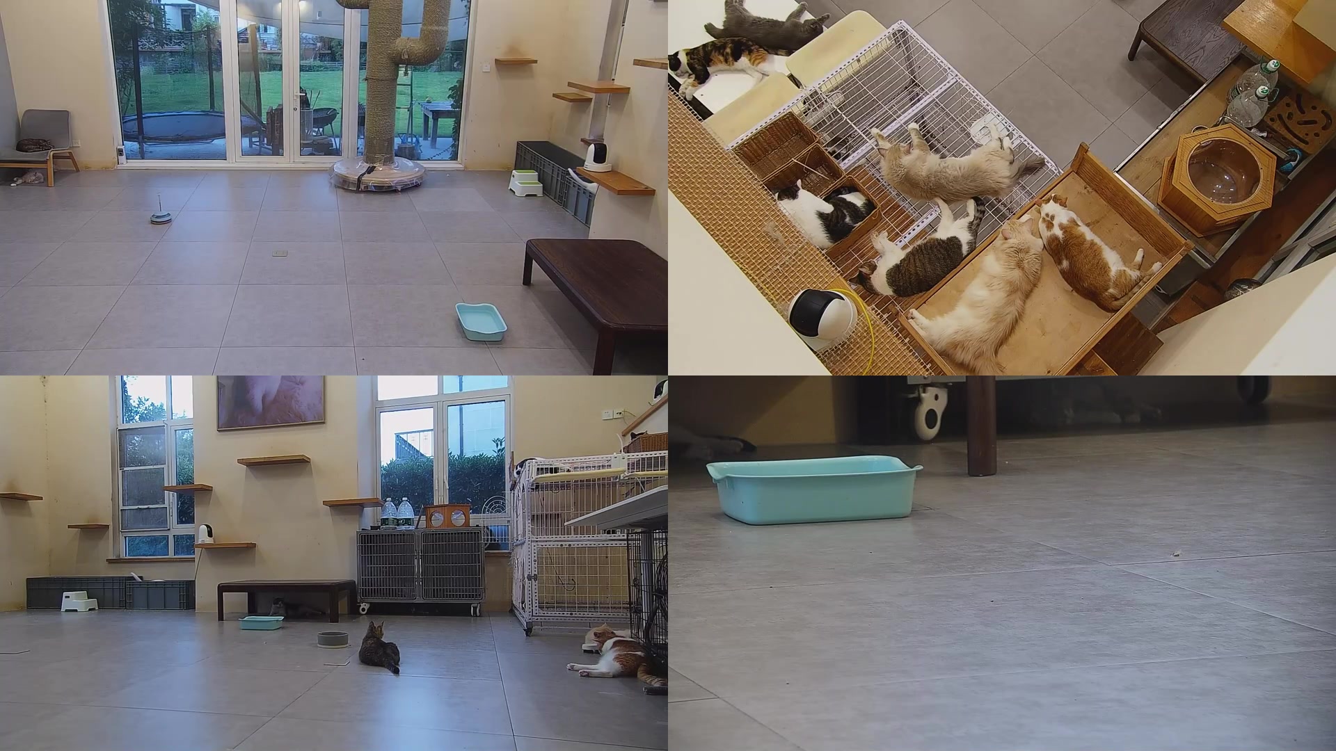 【2024-08-08 04点场】喵放送：喵放送☀️喵呜~