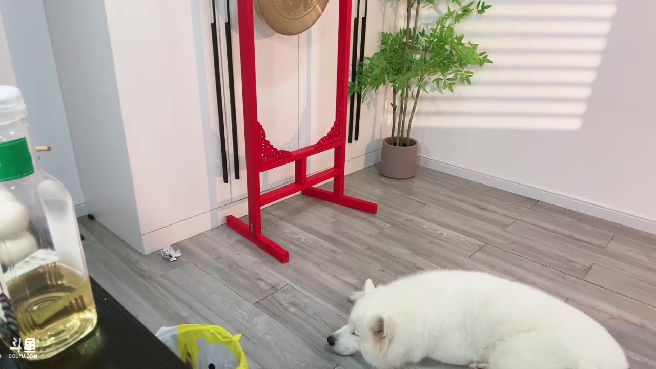 【2024-08-12 12点场】阿福Afuuu：中午12点小福厨房：葱烧豆腐/红烧耗儿鱼