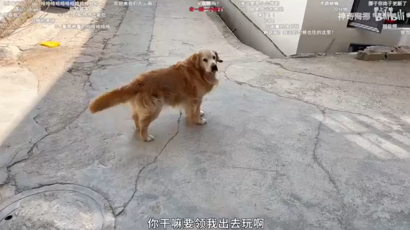 【2024-08-29 15点场】工口工口工口：【双倍】啥都玩啥都菜qwq