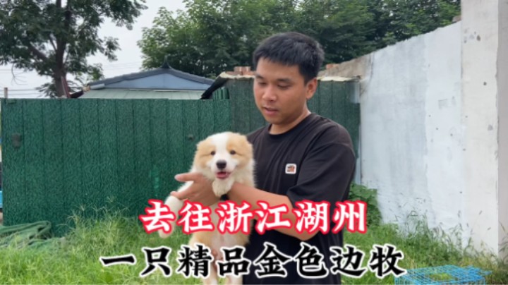 浙江湖州粉丝要的小边牧，一只金色精品边牧，肥嘟嘟的非常可爱！
