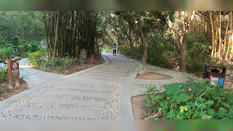 【2024-12-03 完整版】辛巴imb丶丶：起早进深山探寻好东西！