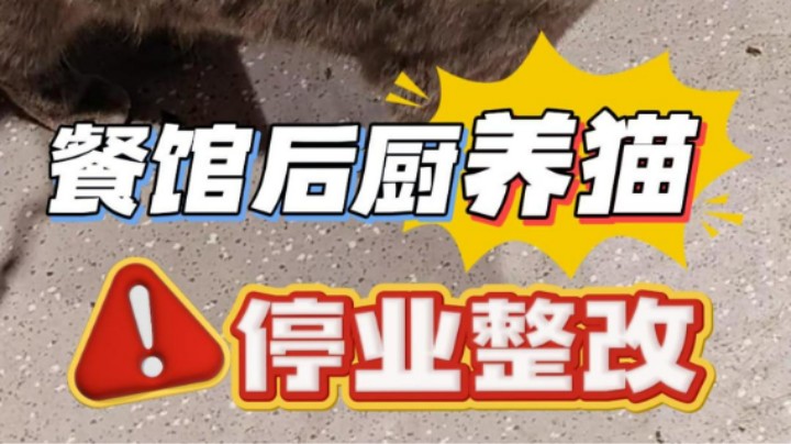 后厨传来了猫叫声？#食品安全#餐馆后厨#食话实说#武汉市场监管
