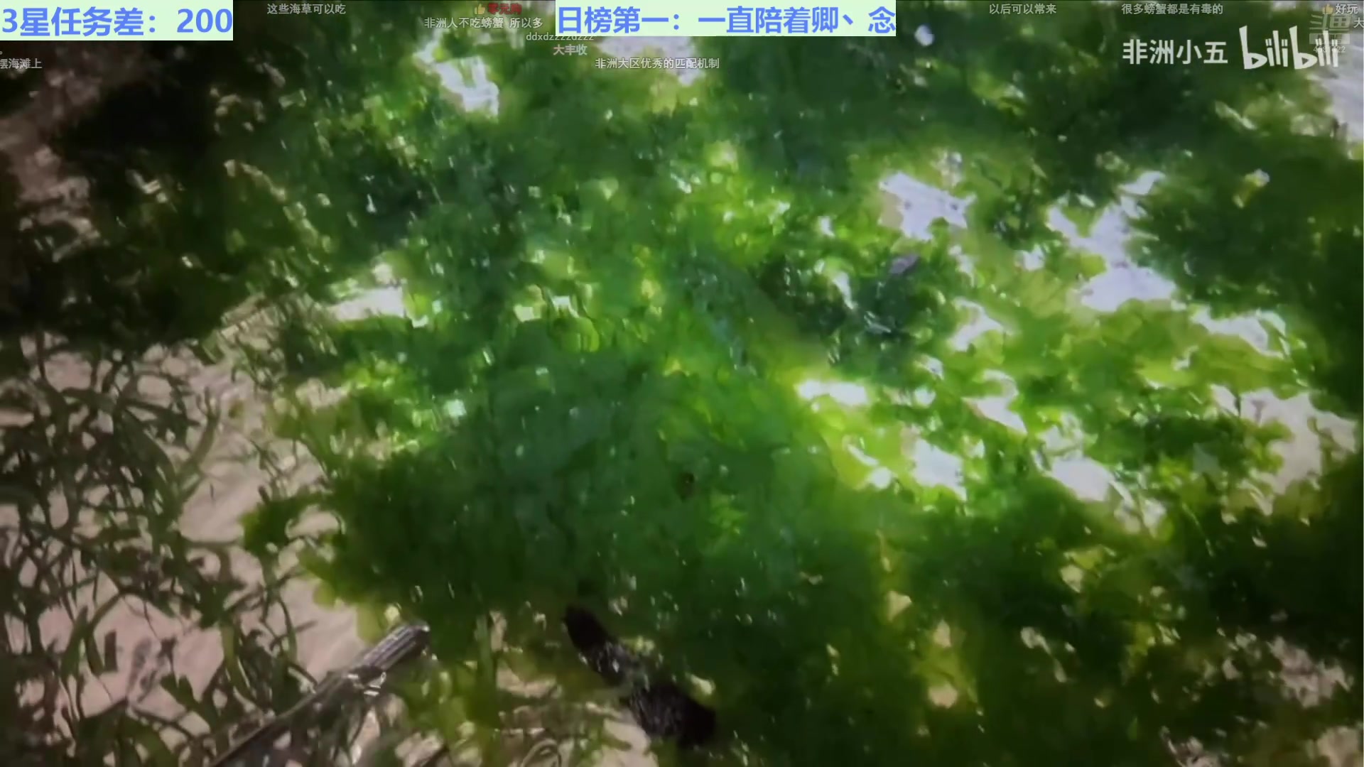 【2024-12-29 13点场】迷人的卿姐姐i：晚上7点-11点直播。白天随机播!