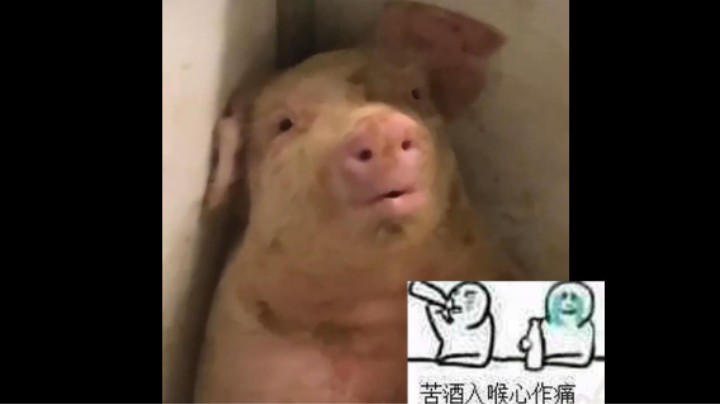 【皮特174】猪 心 破 碎
