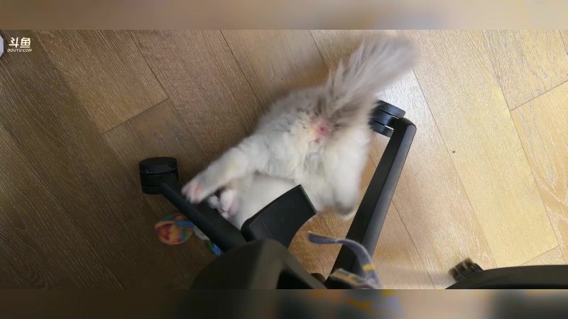 【2025-1-22 21点场】森宝sen:接小猫回来！稍微晚点来