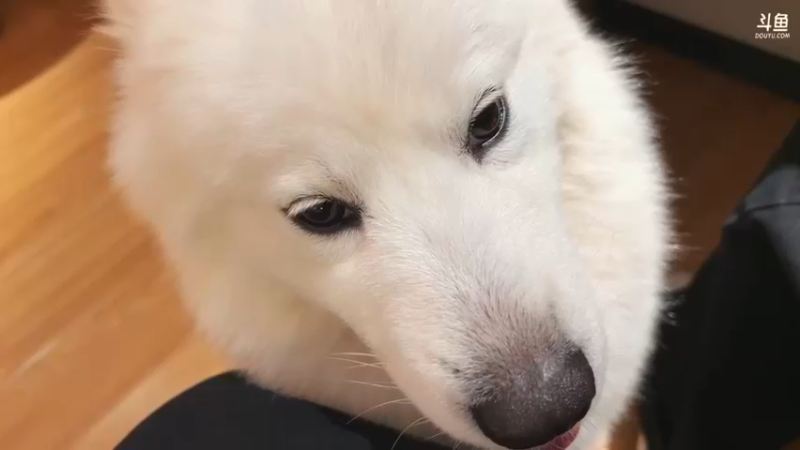 【2025-01-26 19点场】阿福Afuuu：收拾一下回重庆准备自驾了！