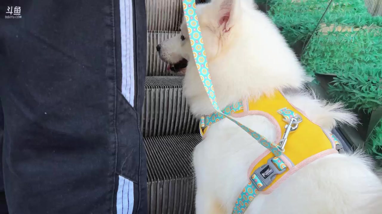 【2025-01-27 11点场】阿福Afuuu：自驾day2 有难度的来了今天