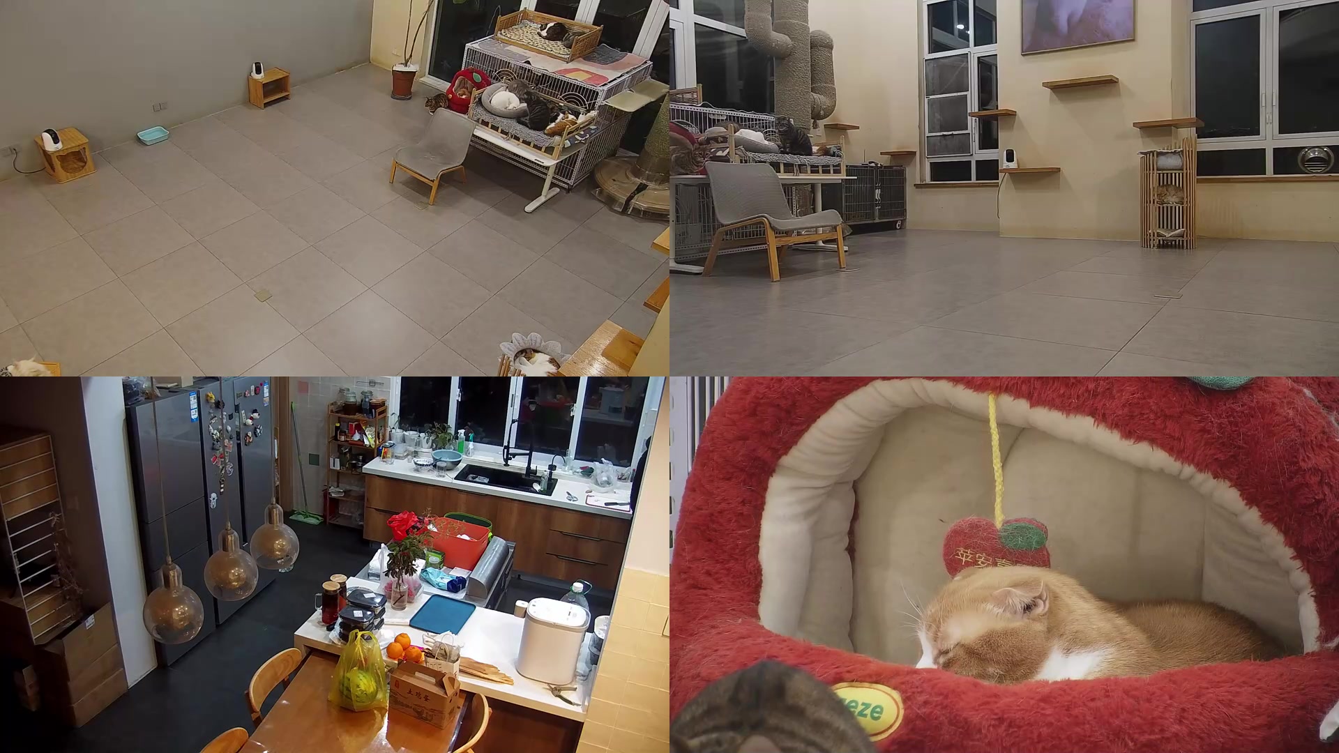 【2025-02-05 17点场】喵放送：喵放送☀️喵呜~
