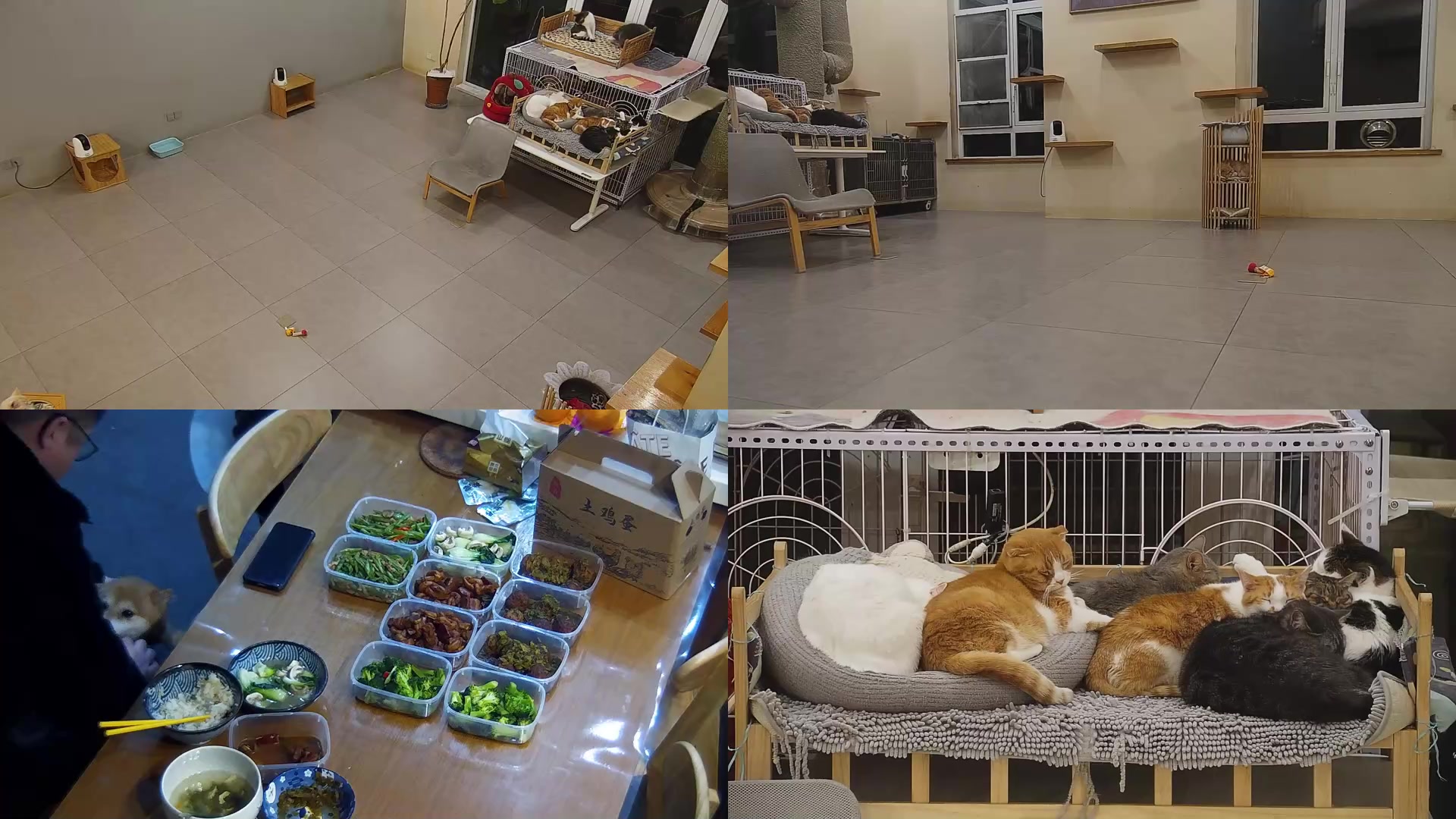 【2025-02-05 19点场】喵放送：喵放送☀️喵呜~