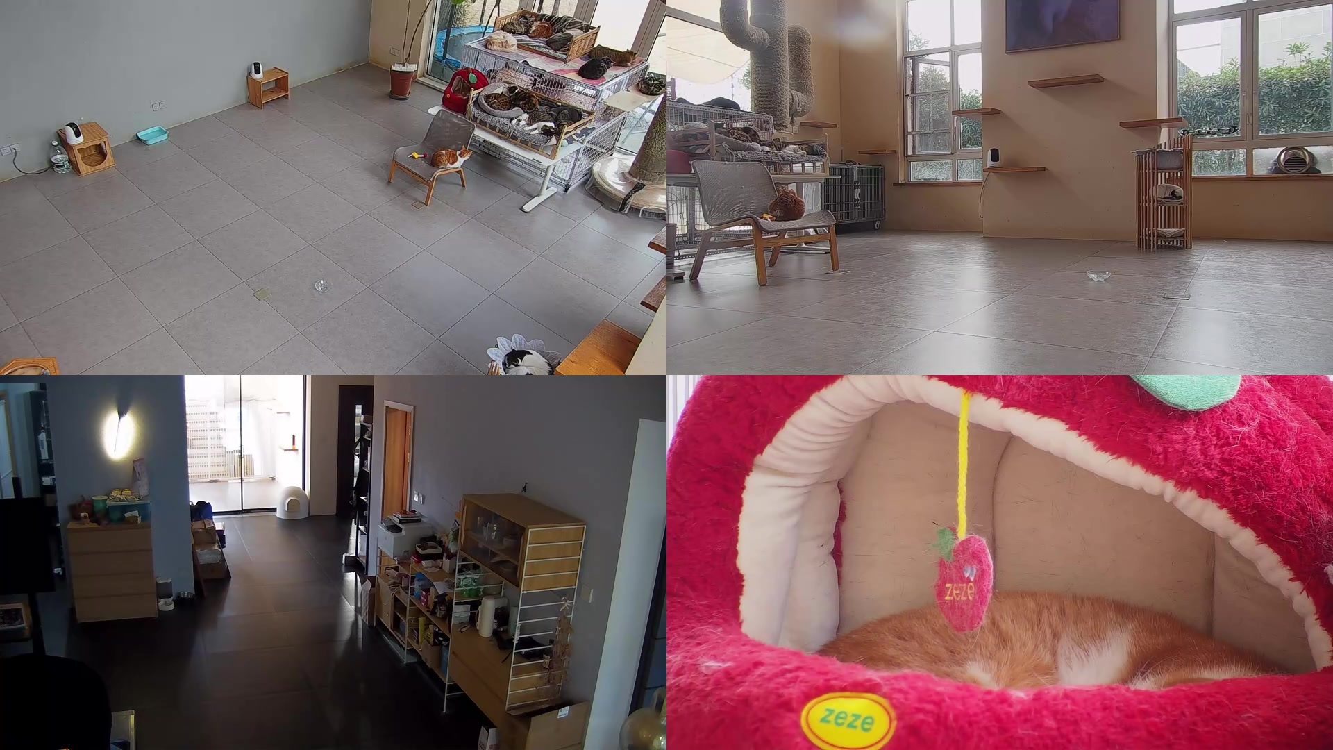 【2025-02-06 15点场】喵放送：喵放送☀️喵呜~