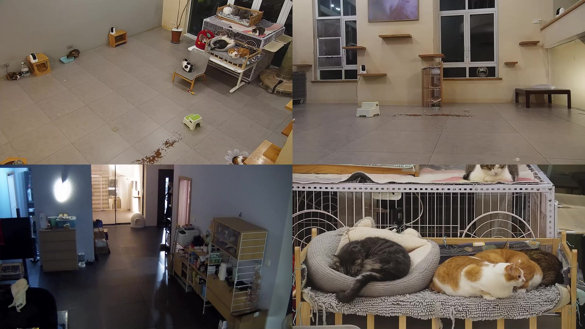 【2025-02-07 21点场】喵放送：喵放送☀️喵呜~