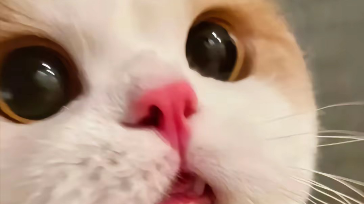 黑猴