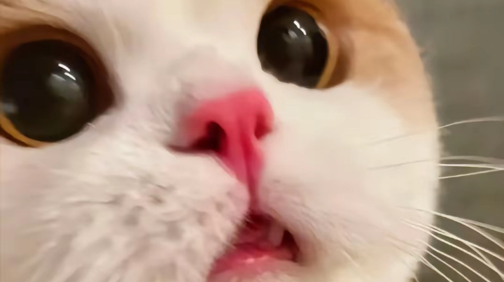 黑猴第三章初期