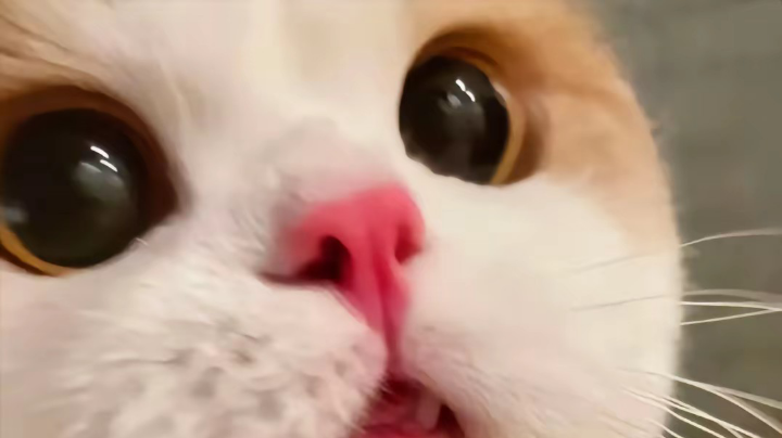 黑猴第三章初期