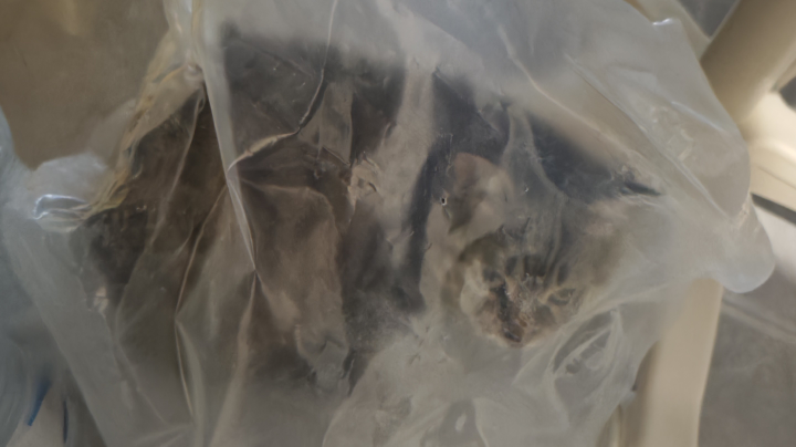 【2025-2-24 21点场】草莓牛奶味蛋糕:注重细节！