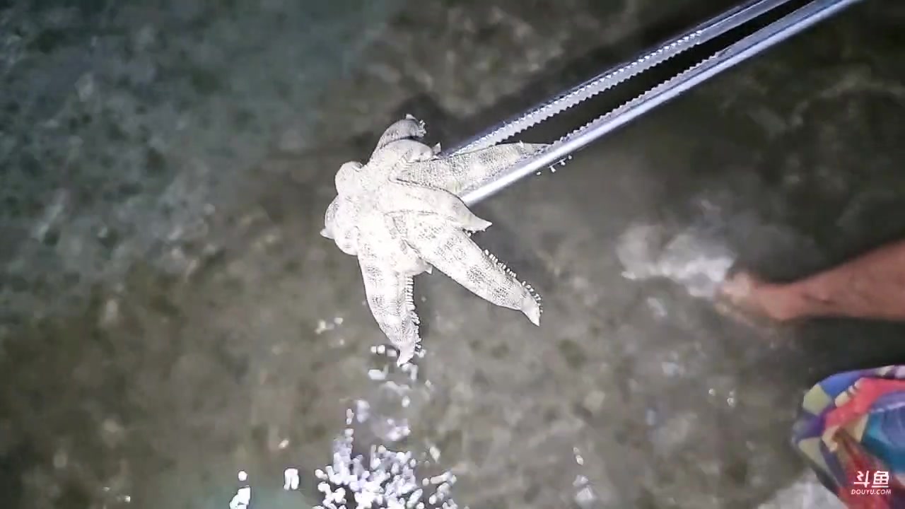 【2025-03-03 20点场】小鱼小鱼吃虾米：鱼筷三亚游！