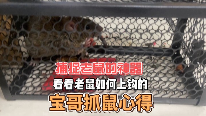 宝哥抓老鼠心得