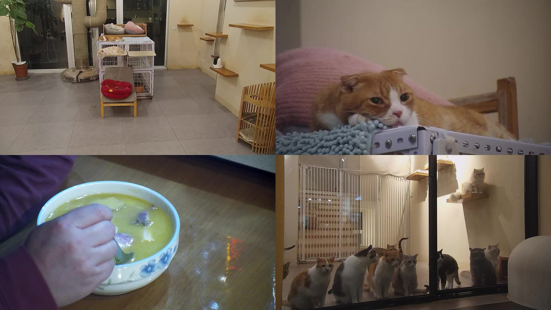 【2025-04-16 19点场】喵放送：喵放送☀️喵呜~
