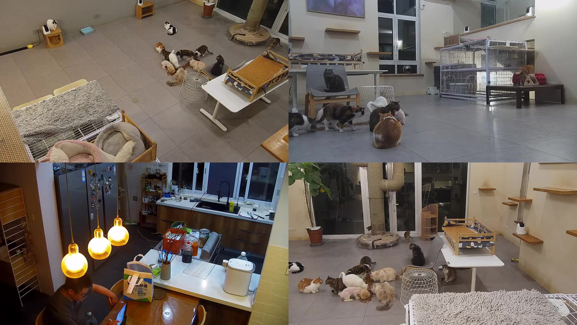 【2025-04-25 19点场】喵放送：喵放送☀️喵呜~