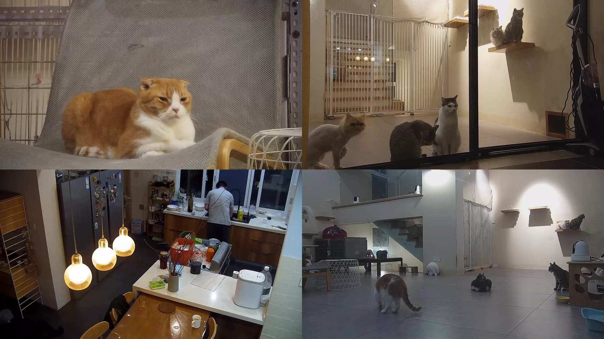 【2025-04-28 19点场】喵放送：喵放送☀️喵呜~