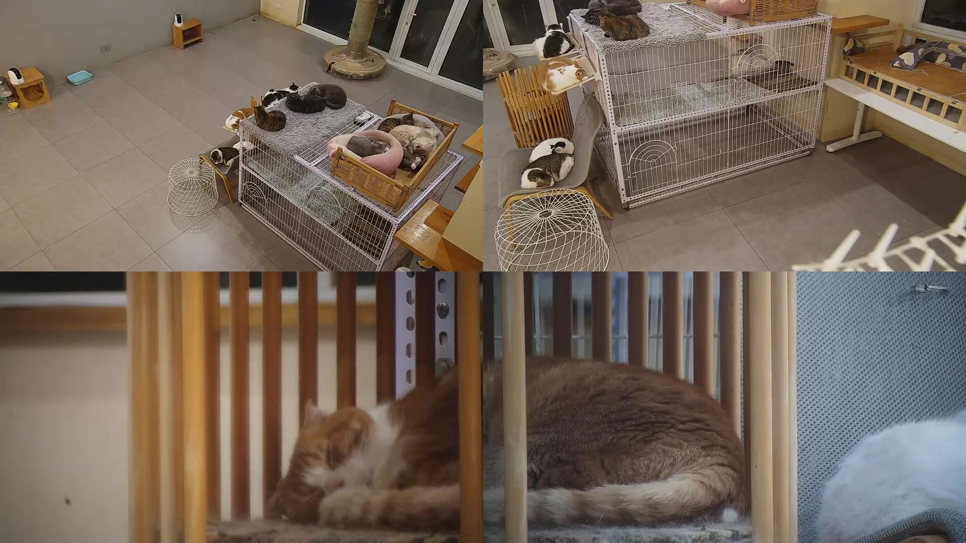 【2025-04-28 23点场】喵放送：喵放送☀️喵呜~