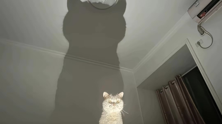 【2025-5-2 1点场】猫又丶丶丶:职业毒老公