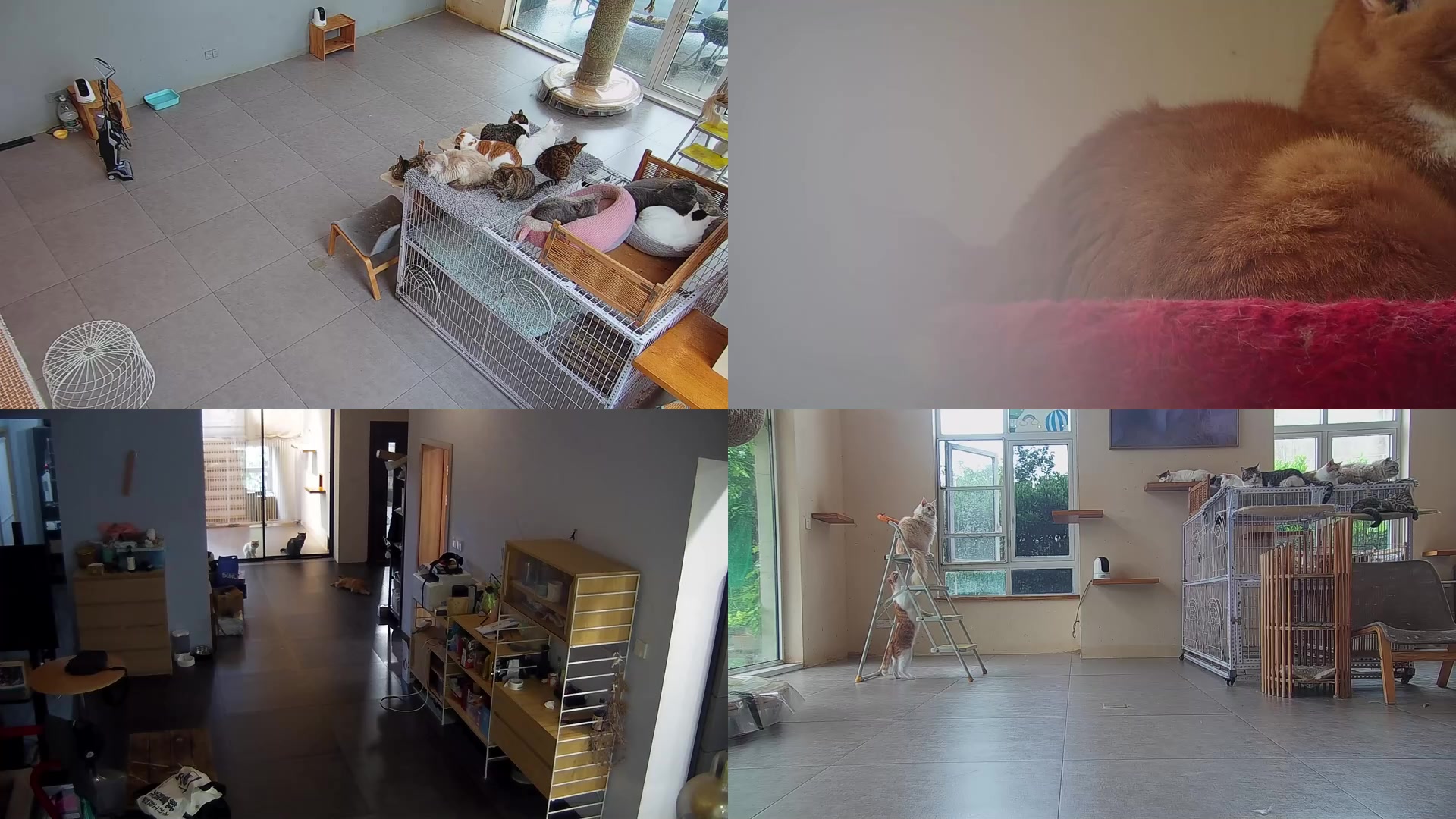 【2025-05-05 12点场】喵放送：喵放送☀️喵呜~