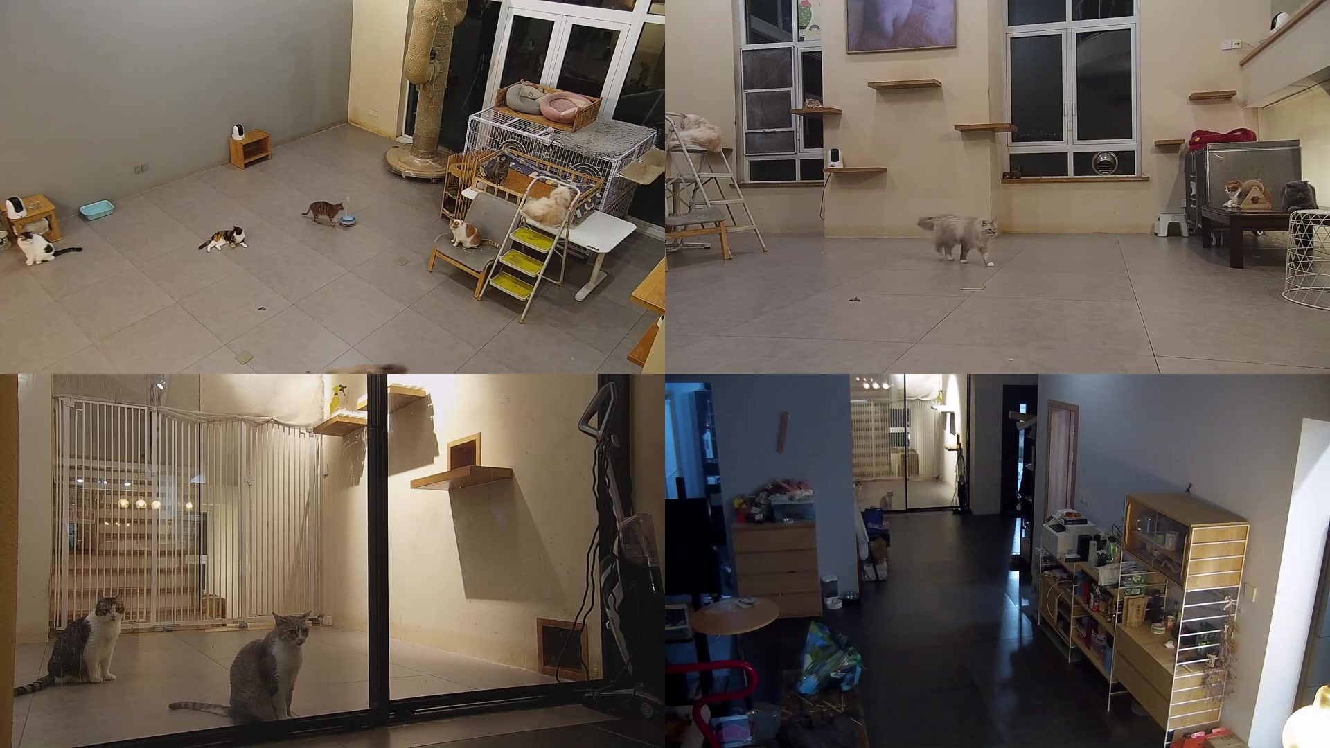 【2025-05-13 18点场】喵放送：喵放送☀️喵呜~