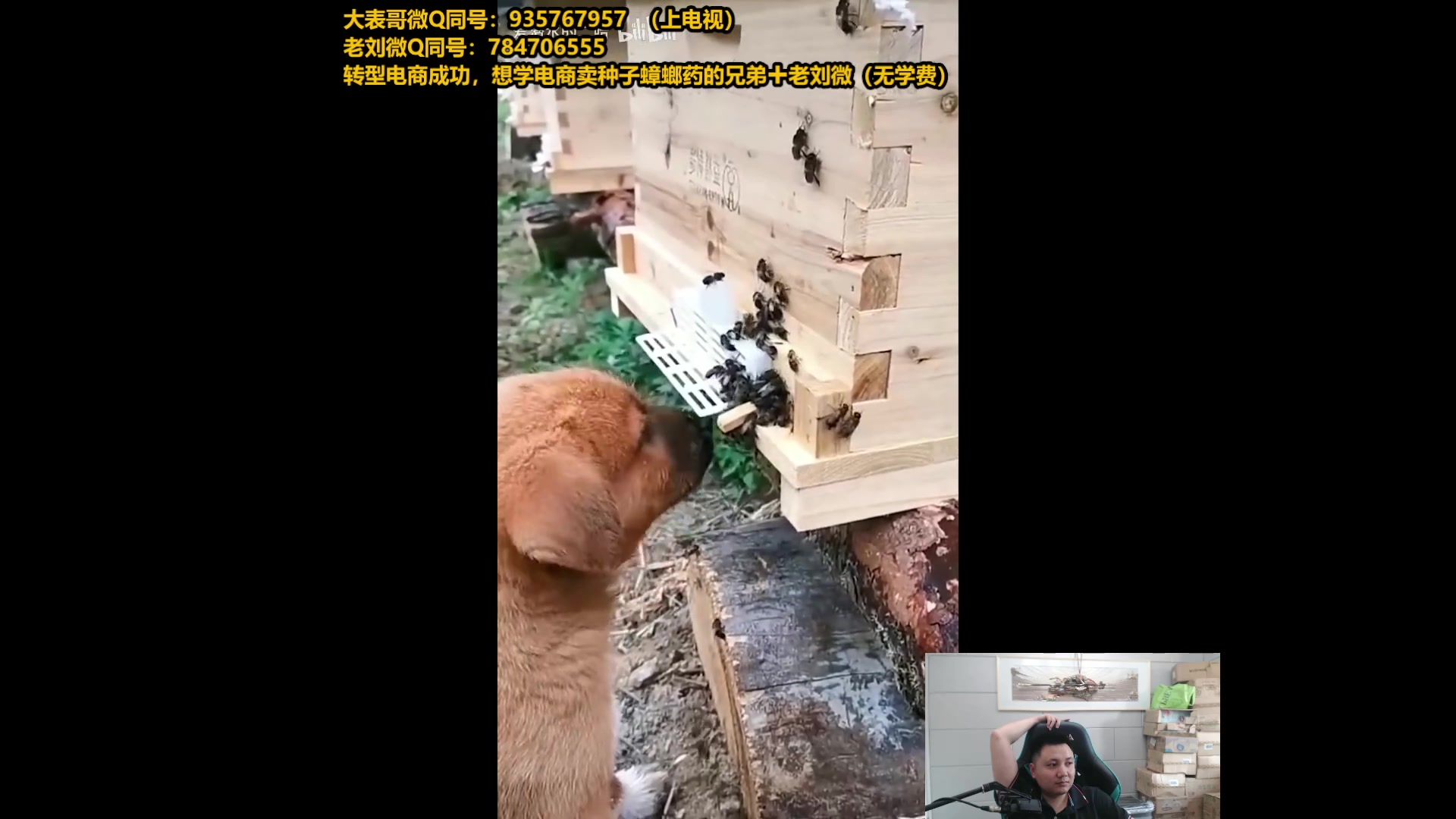 【2025-05-13 15点场】旋转的老刘诺手：第一诺手 青龙刀诺手战神！