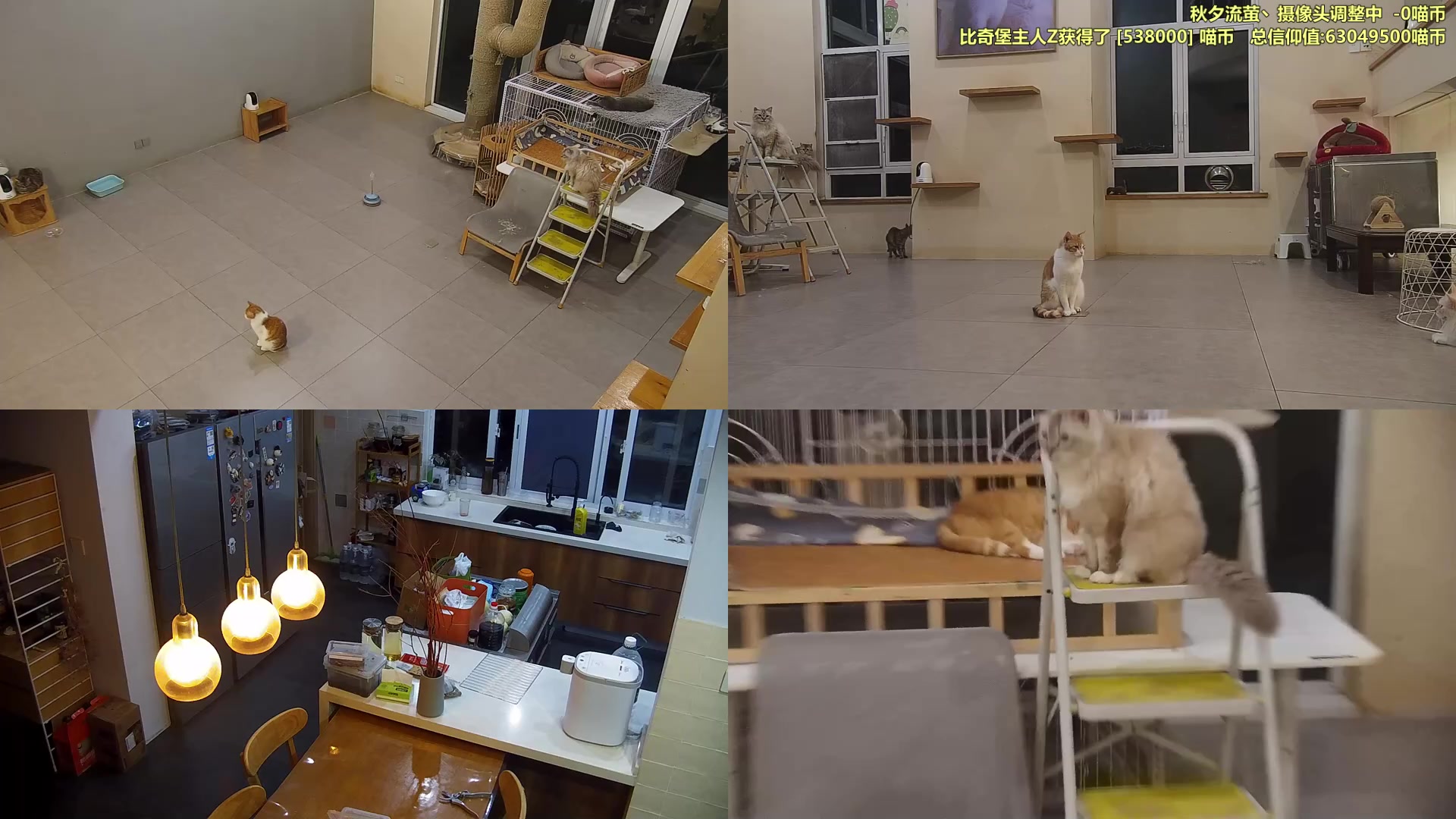 【2025-05-14 18点场】喵放送：喵放送☀️喵呜~