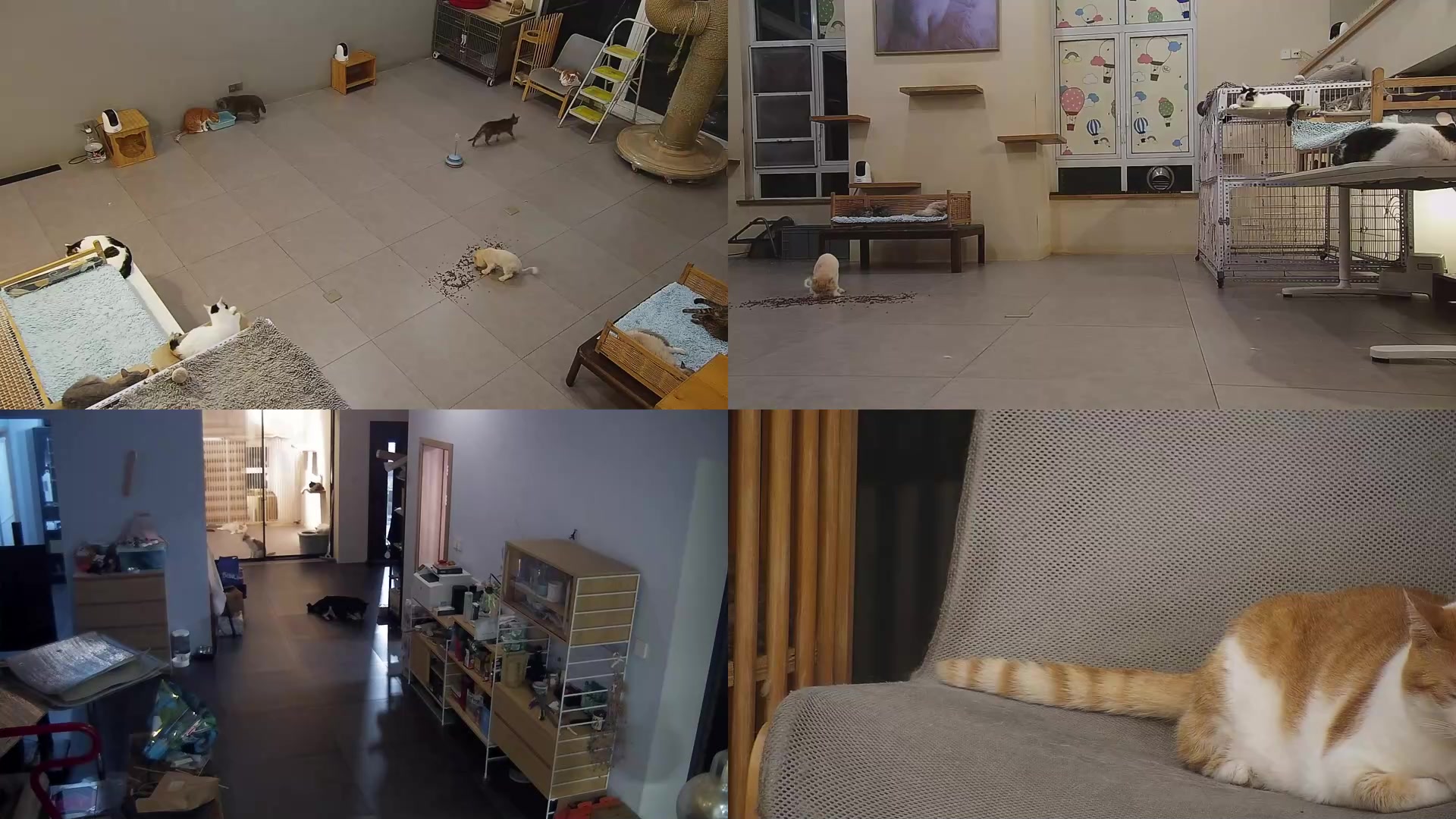 【2025-05-18 20点场】喵放送：喵放送☀️喵呜~