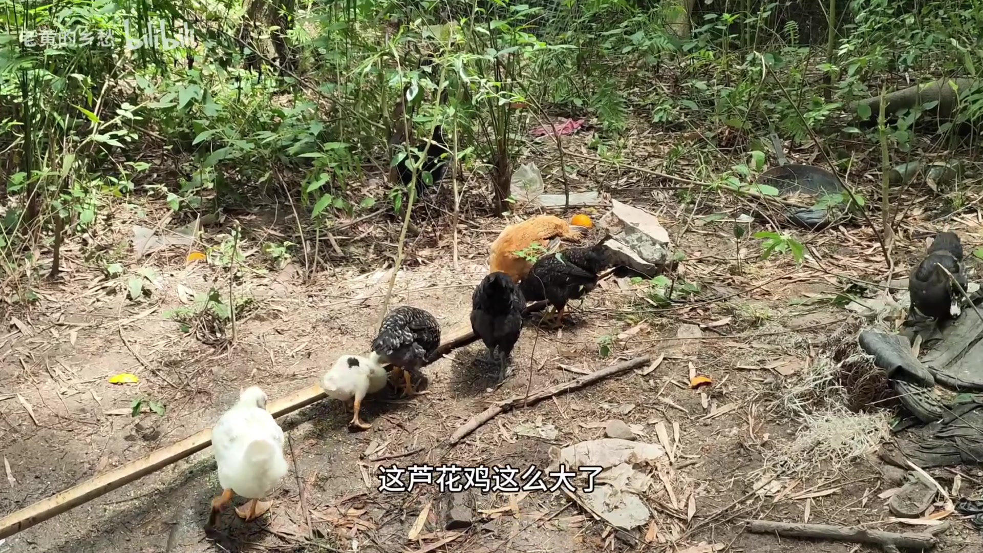【2025-05-19 20点场】猫叔灬灬：【猫叔】幻想生活首发直播啦~~~