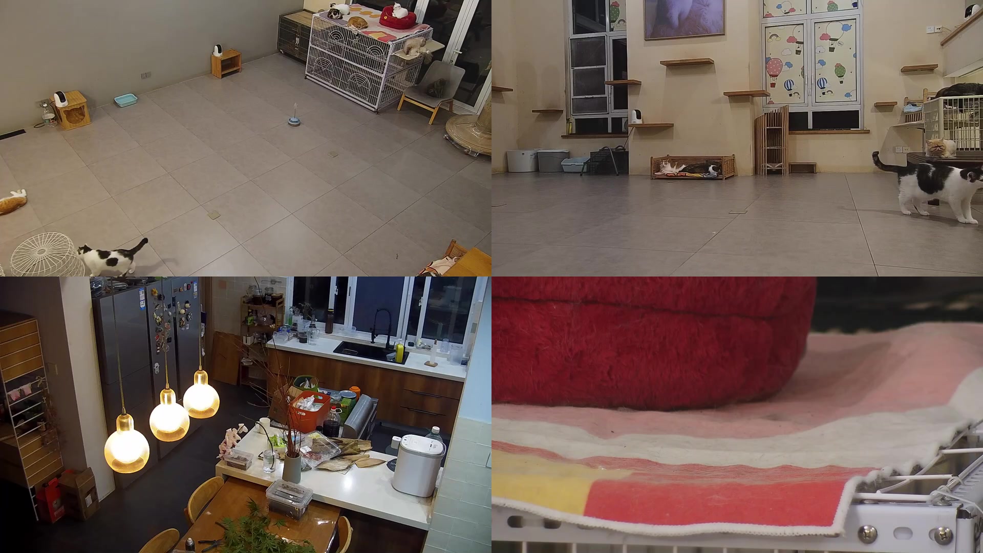 【2025-05-27 18点场】喵放送：喵放送☀️喵呜~