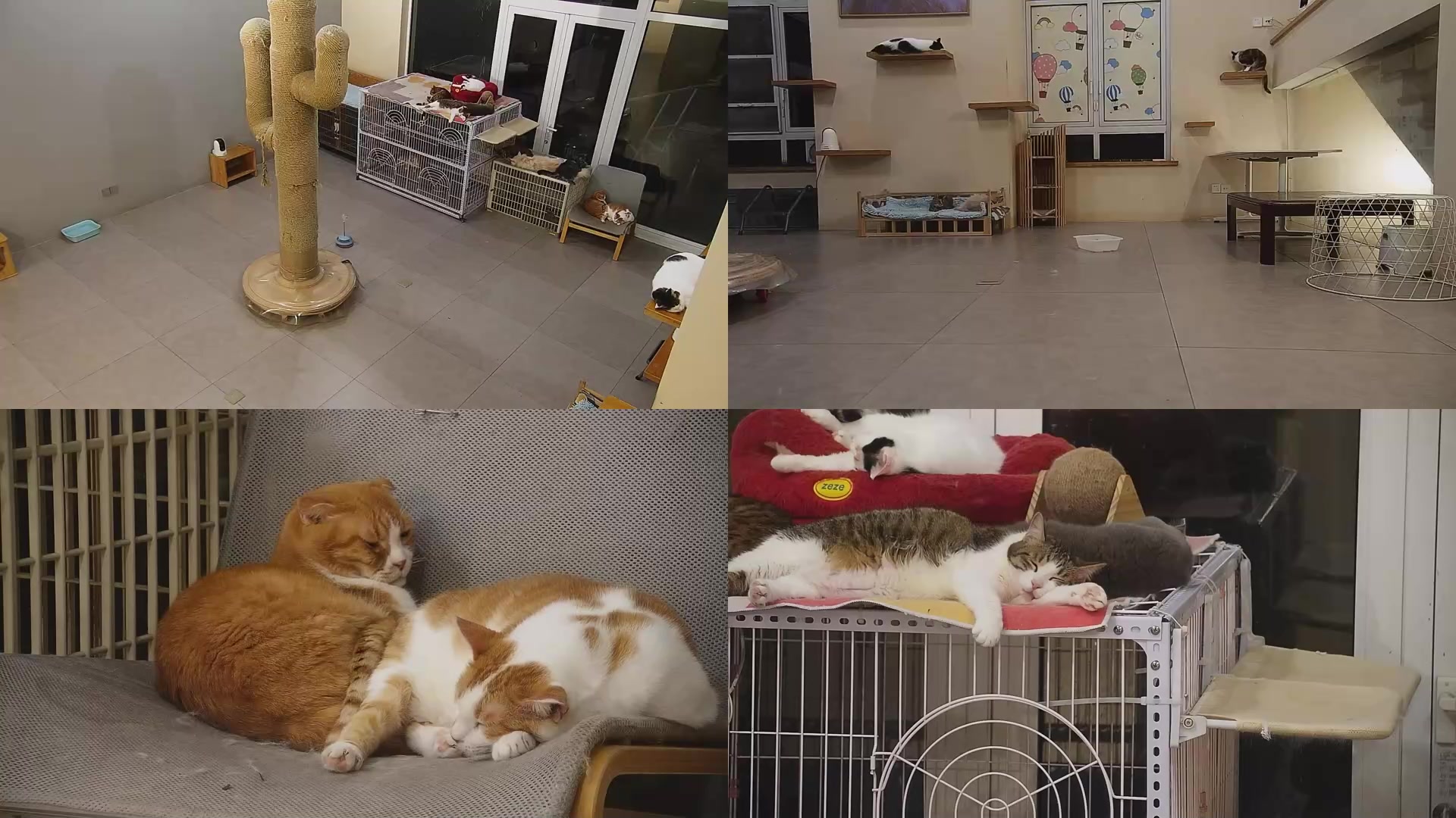 【2025-06-03 23点场】喵放送：喵放送☀️喵呜~