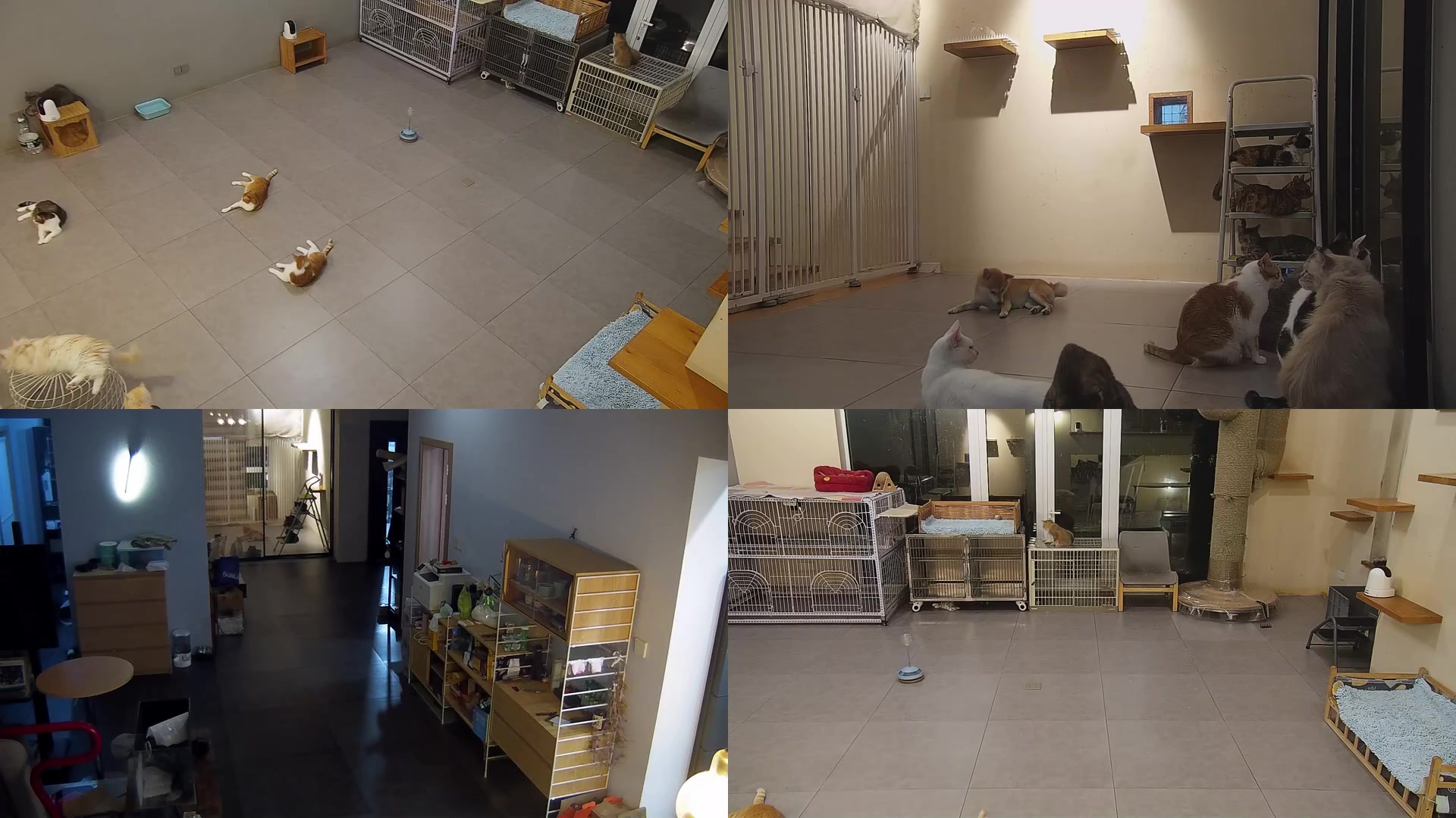 【2025-06-06 19点场】喵放送：喵放送☀️喵呜~