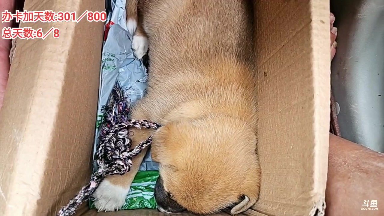 【2025-06-20 13点场】逐梦兄弟：《荒野求生-巫山行》day7