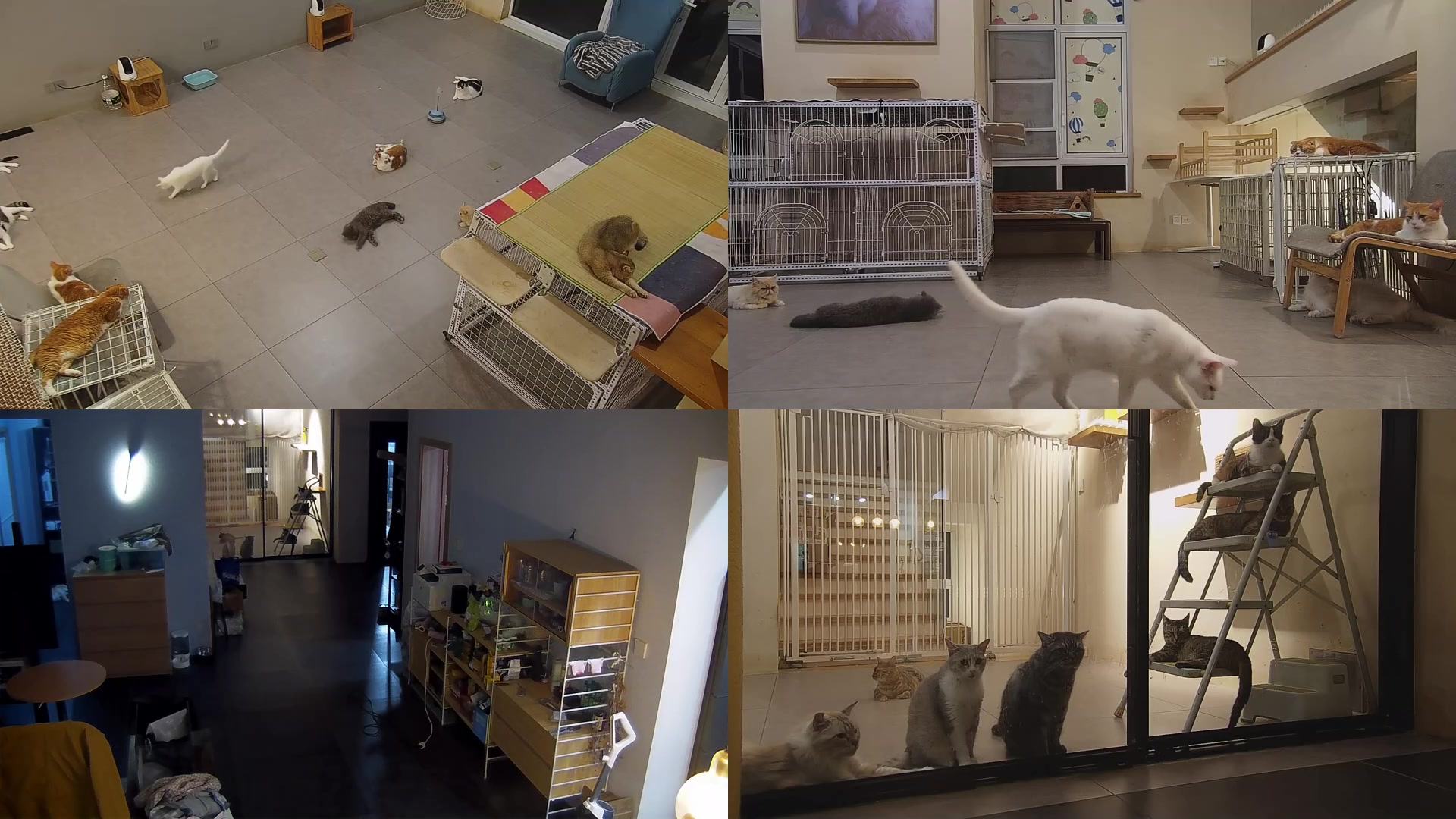 【2025-06-20 19点场】喵放送：喵放送☀️喵呜~