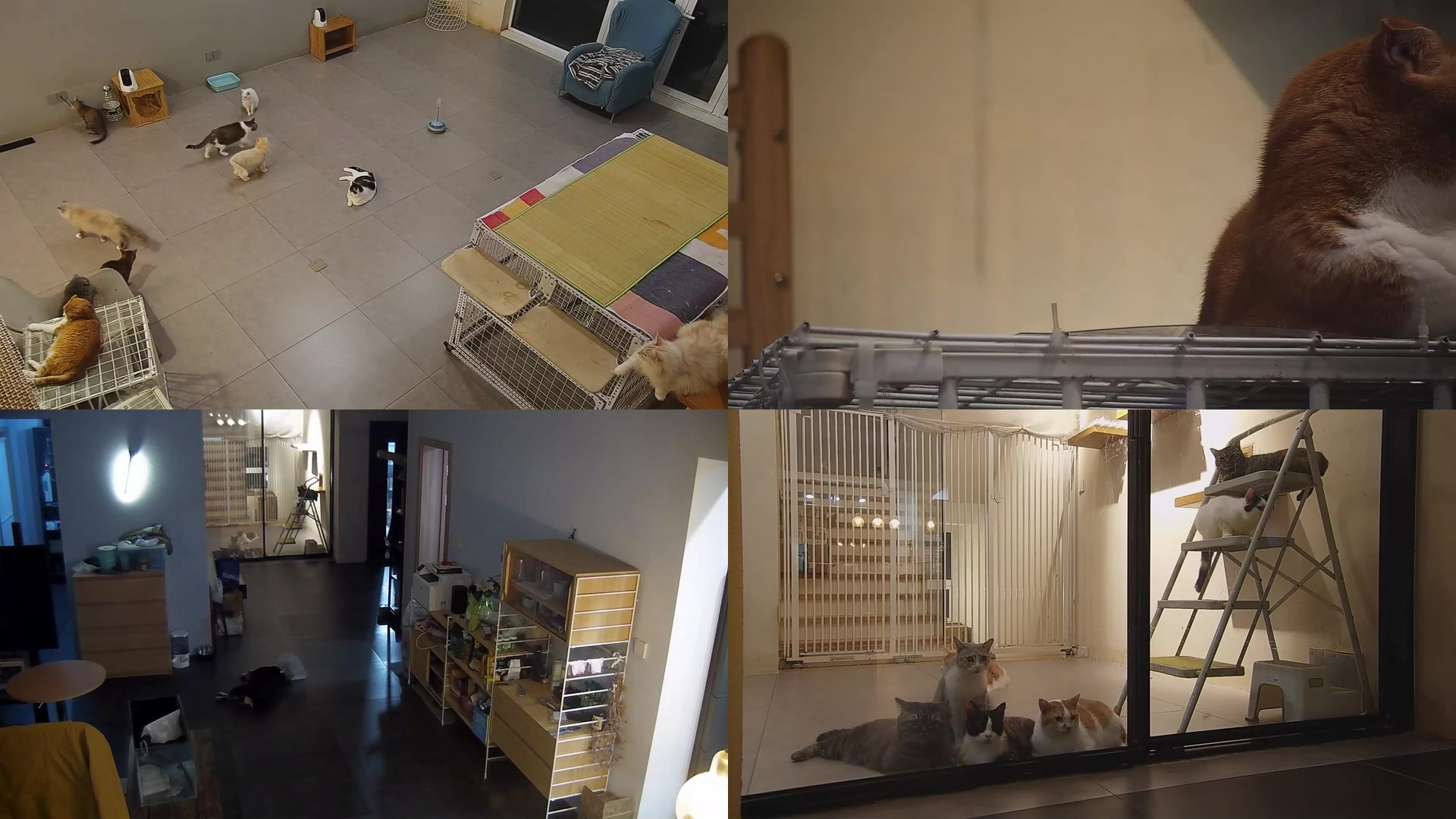 【2025-06-22 19点场】喵放送：喵放送☀️喵呜~