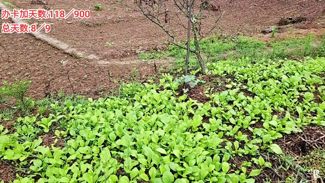 【2025-06-22 17点场】逐梦兄弟：《荒野求生-巫山行》day9