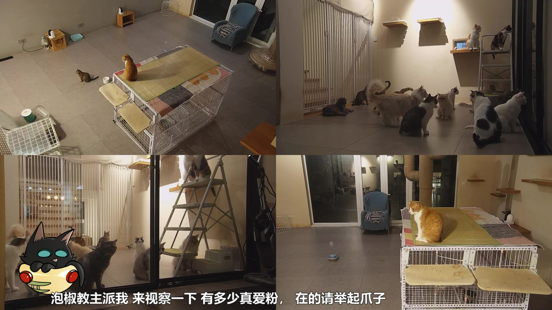 【2025-06-24 19点场】喵放送：喵放送☀️喵呜~