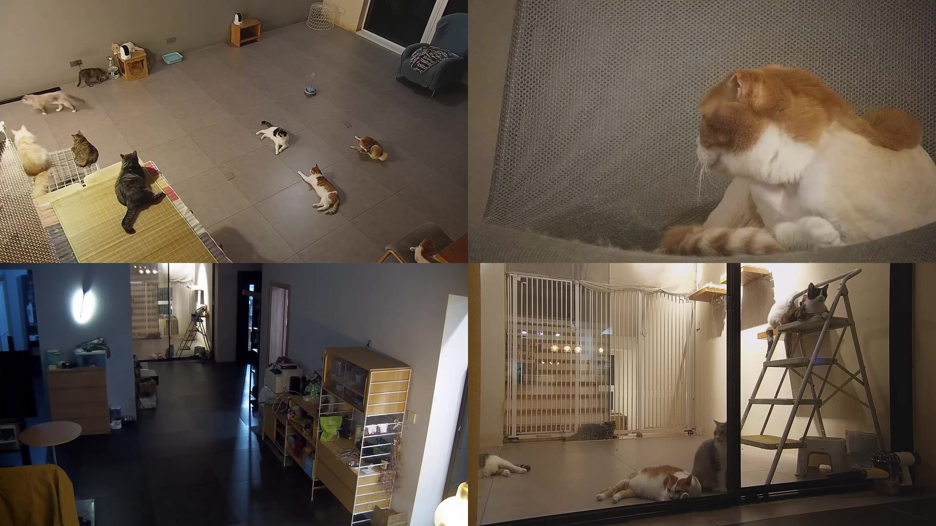 【2025-06-30 19点场】喵放送：喵放送☀️喵呜~