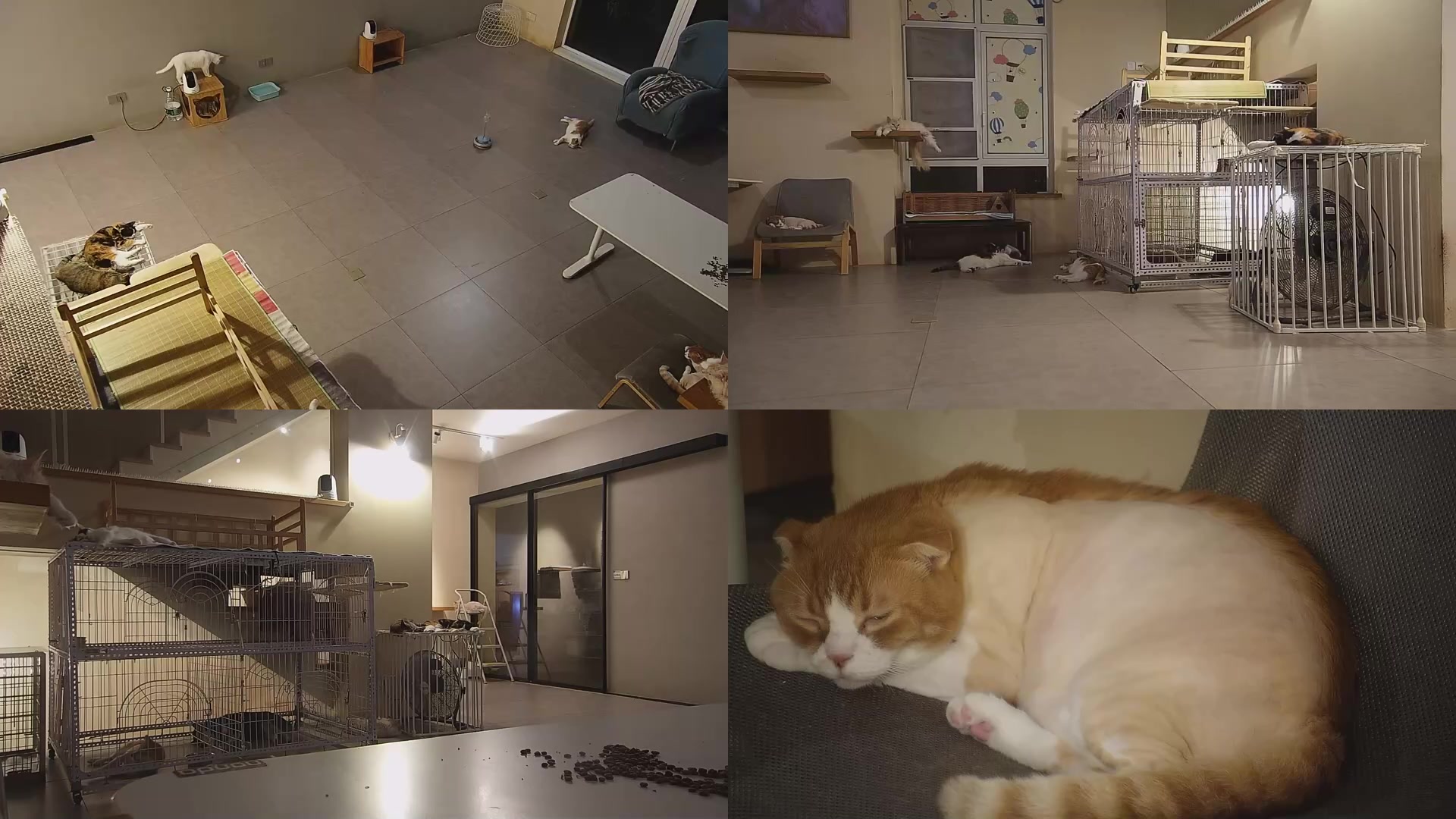 【2025-06-30 01点场】喵放送：喵放送☀️喵呜~