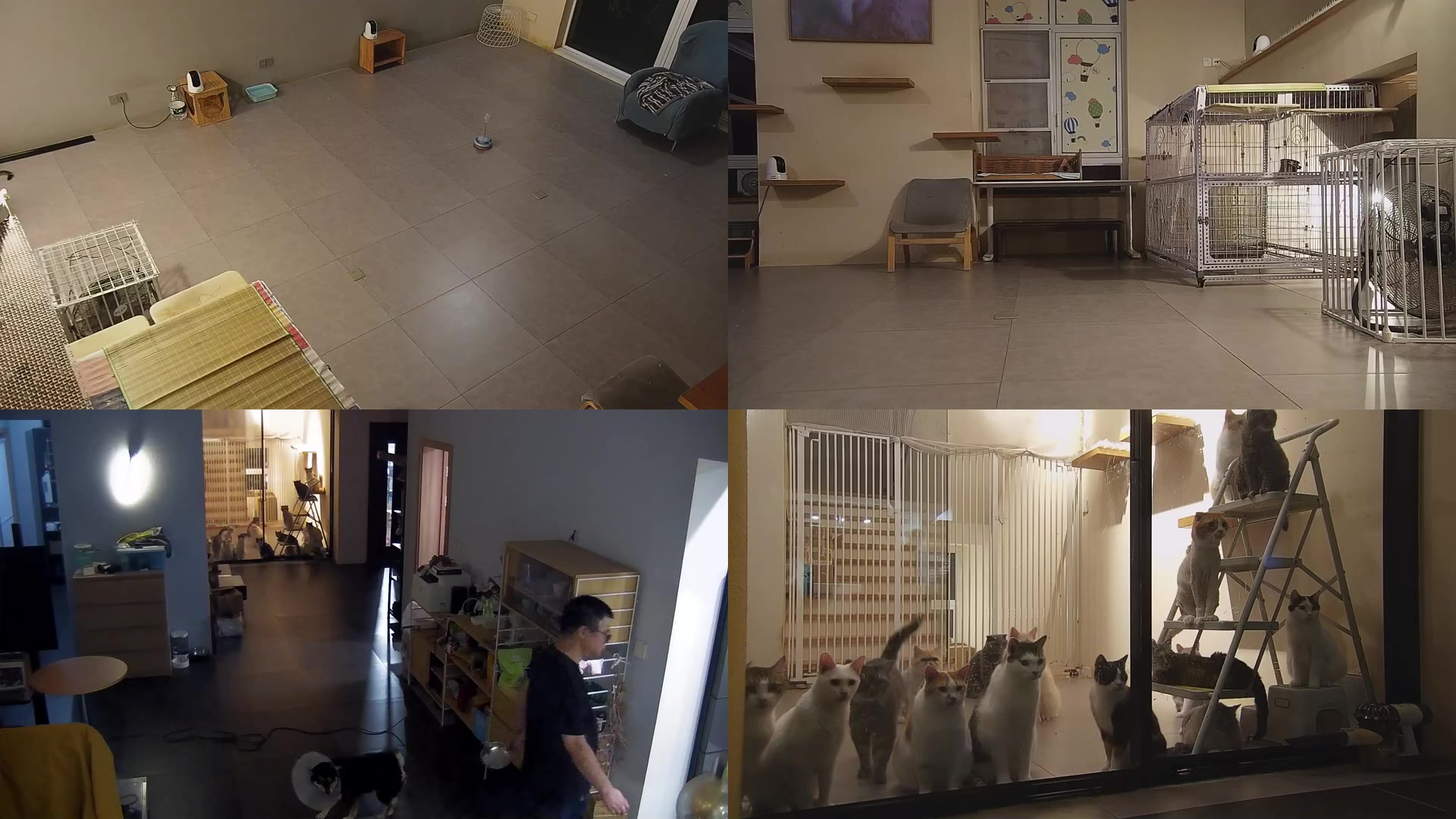 【2025-07-01 19点场】喵放送：喵放送☀️喵呜~